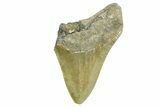 Partial, Fossil Megalodon Tooth - Serrated Blade #368079-1